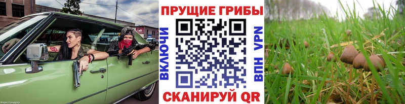 Купить где  Данилов  Галлюциногенные грибы GOLDEN TEACHER 